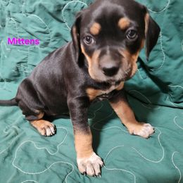 Catahoula Leopard Dog Puppies from OpenGate Catahoulas
