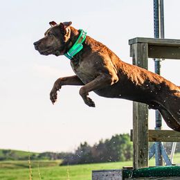 Catahoula Leopard Dogs from Cimerron Kennels