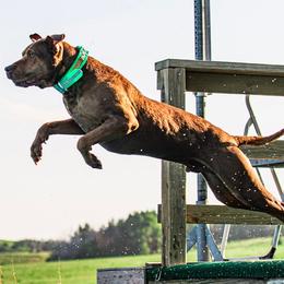 Catahoula Leopard Dogs from Cimerron Kennels
