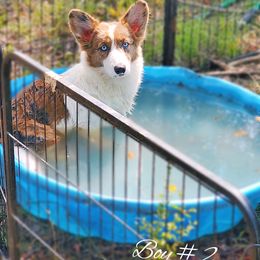 Boy 2 - Blue merle and white male Cardigan Welsh Corgi puppy in Natchitoches. La, Louisiana from Bleu Bayou Corgis