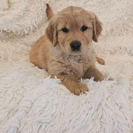 Noah - Golden male Golden Retriever puppy in Milton Freewater, Oregon from Lilac Acres
