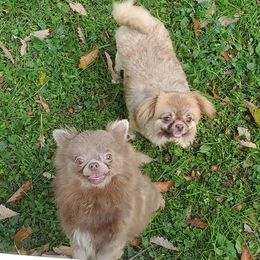 Chihuahuas from La Cala Chihuahua