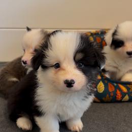 Zero - Black and tan male Pembroke Welsh Corgi puppy in Boyd, Texas from Barker's Corgis