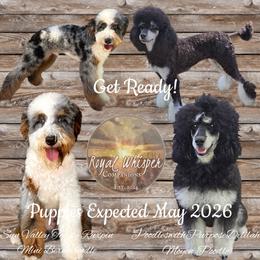 American Hairless Terriers, Bernedoodles, and Poodles from All Around Royalty & Royal Whisper Companions