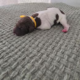 Yellow Girl - Liver and white female German Shorthaired Pointer puppy in Nampa, Idaho from Heart Mountain Cavaliers & Floating Feathers Kennel