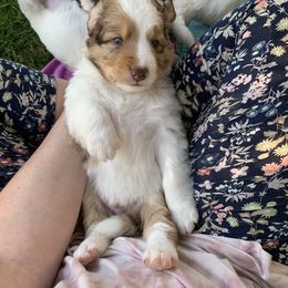 Border Collie and Bordoodle Puppies from Oregon Bordoodles