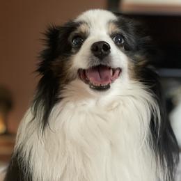 Momo - Toy Australian Shepherd