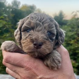 Boy 2 - Cafe au lait male Springerdoodle puppy in Sterling, Michigan from Springerdoodles In MI