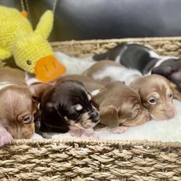 Dachshund puppies from Valentina's mini  AKC Dachshunds