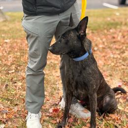 Stellar's Dirty Snowball - Black brindle male Dutch Shepherd puppy in Lake City, Florida from Crosspointe Canines