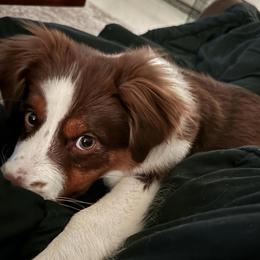 Miniature Australian Shepherd Puppies from Aussies Acre