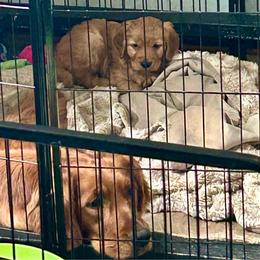 Purple collar - Dark golden female Golden Retriever puppy in Rainier, Washington from Hanson’s NW Goldens & Doodles