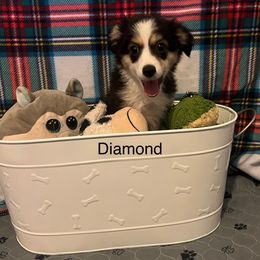 Diamond - Black tri female Toy Australian Shepherd puppy in Woodlake, California from For the Love of Aussie