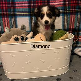 Diamond - Black tri female Toy Australian Shepherd puppy in Woodlake, California from For the Love of Aussie