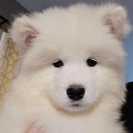 Aqua - White female Samoyed puppy in San Antonio, Texas from Hill Country Samoyeds