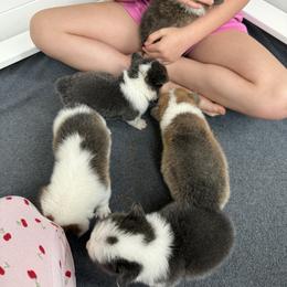 American Corgi and Pembroke Welsh Corgi Puppies from Coastal country Farms