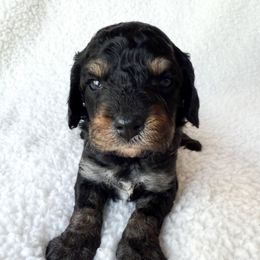 Abby - Black and tan female Cavapoo puppy in Redding, California from O’Hara  Doodles