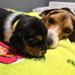 Ruby - Yellow collar - Black tan and bluetick female Beagle puppy in East Providence, Rhode Island from Amanda's Beagles