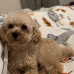 Nip - Poodle