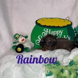 Rainbow - Cream female Dachshund puppy in Monitor, Washington from Shannon Dolly’s Dachshunds