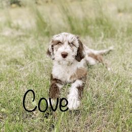 Bernedoodle and Goldendoodle All Grown Up from A.N.A. Doodles