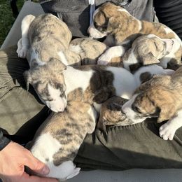 Whippets from Algonquin Hounds