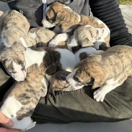 Whippets from Algonquin Hounds