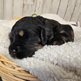 Frontier - Phantom male Bernedoodle puppy in Flat Rock, North Carolina from Sukisdoodles
