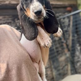 Girl 1 - Black tan and white female Basset Hound puppy in Clinton, Tennessee from High Hopes Hounds