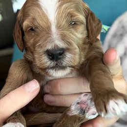 Boy 1 - Goldendoodle puppy in Kaysville, Utah from Princess Leih Puppies!