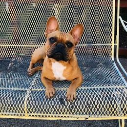 Red - French Bulldog