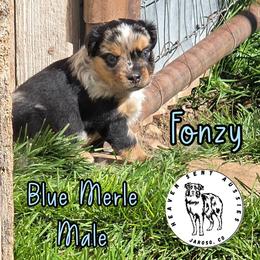 Fonzy - Blue merle male Miniature Australian Shepherd puppy in Jaroso, Colorado from Heaven Sent Aussies
