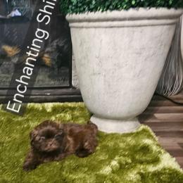 Akc, chocolate Pooky Bear 1300 - Chocolate male Shih Tzu puppy in Dexter, Kentucky from Enchanting Shih tzu