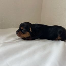 BJ - Black and tan male Yorkshire Terrier puppy in Carencro, Louisiana from Ledet’s Yorkies