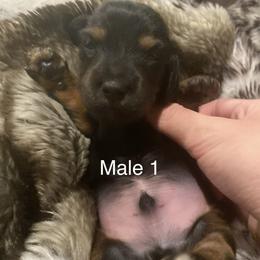 Boy 1 - Black and tan male Dachshund puppy in Caldwell, Idaho from Low Rider Ridge Mini Doxies