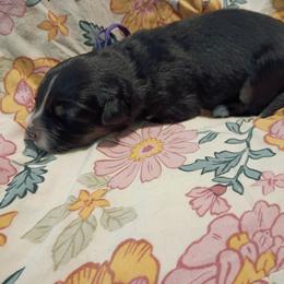 Loretta (purple collar) - Black tri-color female Australian Shepherd puppy in Okeechobee, Florida from Rothsolid Aussies