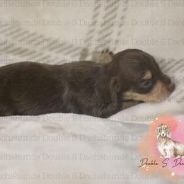 Diana - Chocolate and tan female Dachshund puppy in Timpson, Texas from Double S Kennel