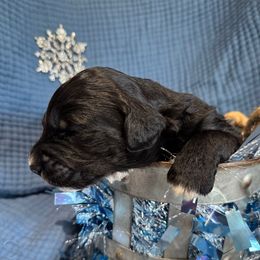 Dancer - Black and white female Aussiedoodle puppy in Lodi, California from KJ Doodles