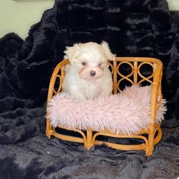 Dreamer - White and tan male Maltese puppy in Bennettsville, South Carolina from Cottonwood Maltese
