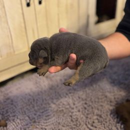Boy 2 - Blue tri-color male Bulldog puppy in Hopkins, Missouri from Mowry Creek Mini Aussiedoodles and More