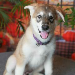 Ersa - Tamaskan puppy from Ageli Lykon