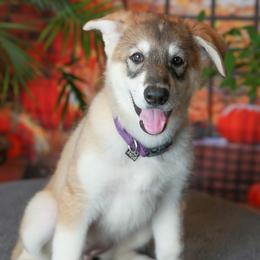 Ersa - Tamaskan puppy from Ageli Lykon
