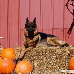 Vayda - German Shepherd