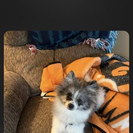 Pomeranian Puppies from Highlander Pomeranians