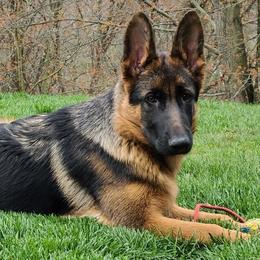 German Shepherds from Vom Goodchris German Shepherds