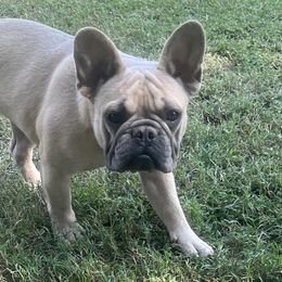 Girl 2 - Blue fawn French Bulldog puppy in Tennessee from West Tennesse Frenchies