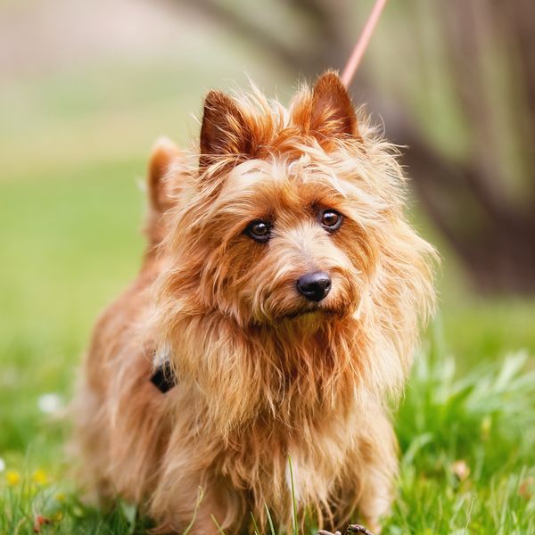 Australian Terrier