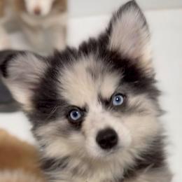 Dasher - Black and white male Pomsky puppy in Spring Hill, Florida from PDQ Pomskies