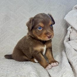 Donut - Red tri-color female Australian Shepherd puppy in Arizona from BRR Aussies