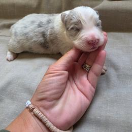 Hamm - Slate merle male Border Collie puppy in Ripley, Oklahoma from Adventure5 Border Collies